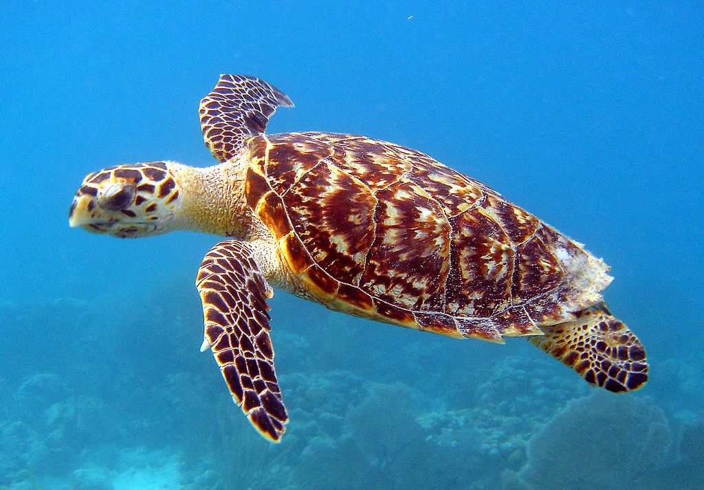 Hawksbill sea turtle (Eretmochelys imbricata) - swimming underwater - Sri Lanka